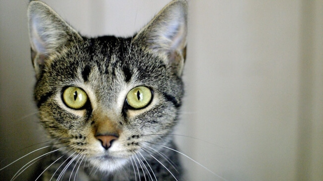 коты уступают.jpg